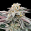 Grateful Seeds - Sour Burger Feminized