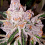Dank Genetics Seeds - Purple Sunset - Feminized