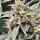 Top Shelf Elite Seeds - Auto MAC Flurry Feminized