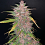 Top Shelf Elite Seeds - Auto Blueberry Sugar Pine Feminised