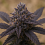 Top Shelf Elite Seeds - Xaanaax Feminized