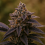 Top Shelf Elite Seeds - Auto Xaanaax Feminised