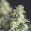 Pyramid Seeds - Lemon Larry OG USA Range Feminized