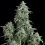 Pyramid Seeds - Anubis Feminized
