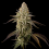 Triploid Cannabis Seeds - Banana Velvet OG - Feminized Triploid