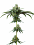 Maverick's Genetics Seeds - Do-Si-Dos Feminized
