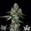 Wizard Trees Genetics L.I.I.T - Feminized