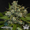 Greenbud Seeds - Black Gold - Feminized