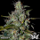 Greenbud Seeds - Blueberry 99 Early Version - Feminized