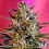 Greenbud Seeds - C99 AUTO - Feminized 