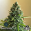 Greenbud Seeds - Choco Candy - Feminized
