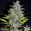 Greenbud Seeds - Choco Candy Early Version (Limited Edition) - Feminized