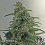 Greenbud Seeds - Critical Early Version - Feminized