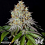 Greenbud Seeds - Gold Wave - Feminized