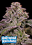 Anesia Seeds - Hollywood Rain Auto Feminized