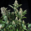 Pyramid Seeds White Widow Feminized