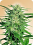 Big Bud – Regular – Sensi Seeds