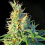 Sweet Seeds Psicodelicia Feminized