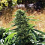 Emerald Triangle Seeds Super Sour OG Feminized