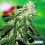 Bomb Seeds Buzz Bomb Feminized
