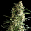 Pyramid Seeds Auto Galaxy Feminized