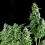 Pyramid Seeds Auto Northern Lights Feminized
