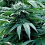 Emerald Triangle Seeds Trinity Kush Regular