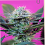 Sweet Seeds + Speed Auto Feminized