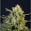 BlimBurn Seeds Mamba Negra Feminized