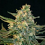 BlimBurn Seeds Guanabana Feminized