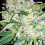 Vision Seeds AK-49 Feminized