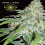Vision Seeds Amnesia Feminized