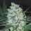 Samsara Seeds Green Love Potion Feminized