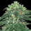 Samsara Seeds Punky Lion Feminized