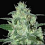 Samsara Seeds Thunder Bloody Mary Auto Feminised