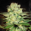 World of Seeds Medical Collection Afghan Kush x White Widow Feminized