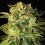World of Seeds Sugar Mango Ryder Auto Feminized