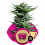 Shining Silver Haze – Feminized – Royal Queen Seeds