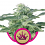 Special Queen #1 – Feminized – Royal Queen Seeds