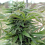Spliff Seeds Afghan Regular (Bronze)