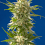 Spliff Seeds AK Feminized (Gold)