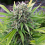 Spliff Seeds Bubblegun Feminized (Gold)