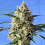 Spliff Seeds Snow White Feminised (Gold)
