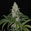Ultra Genetics Seeds Mendo Grape Kush Regular