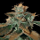 Cataract Kush – Feminized – DNA Genetics