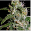 Cindy 99 - Feminized - BlimBurn Seeds