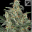 BlimBurn Seeds Kabrales Automatic Feminized