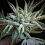 Cali Connection Seeds Buddha Tahoe OG Kush Feminized