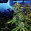 Cali Connection Seeds Blue Dream Haze Feminized