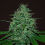 Cream of The Crop Seeds Cropical Fruit Auto Feminized